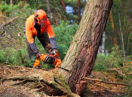 Best Arborist Consultation Services  in Chinook, MT